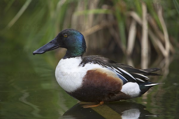 Northern shoveler