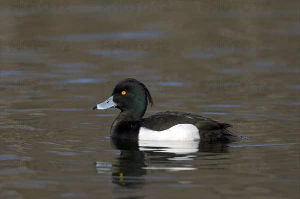 Tufted duck