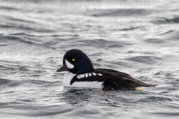 Barrow's goldeneye