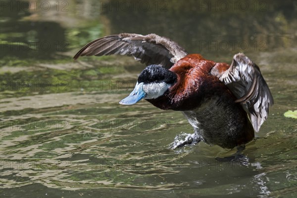 Ruddy duck