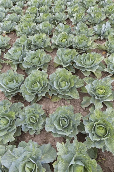 White cabbage