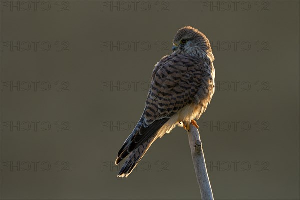 Common kestrel