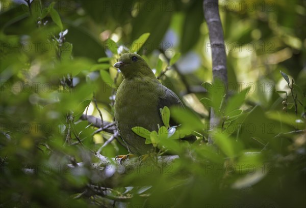 Green pigeon