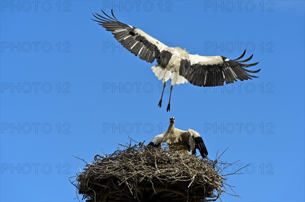 White storks