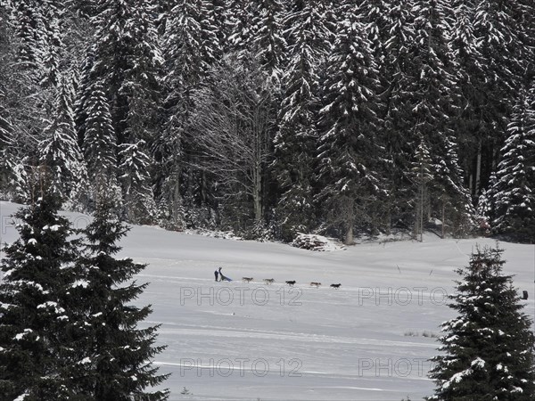 Double team with 10 dogs at the sled dog race