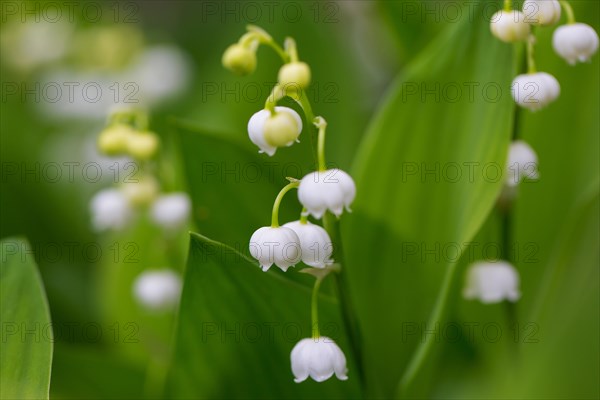 Lily of the valley