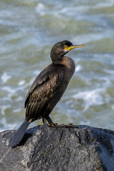 European shag