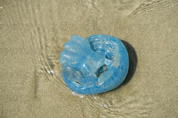 Barrel jellyfish