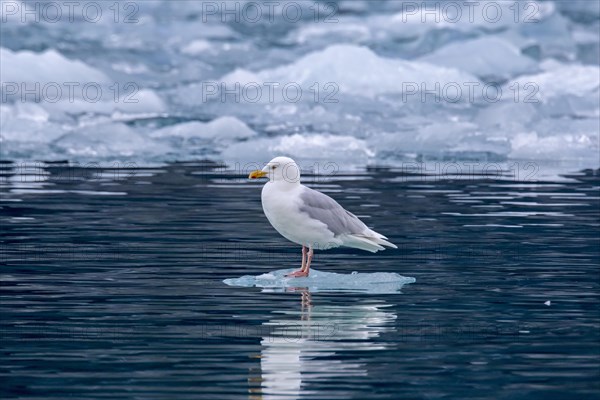 Glaucous gull