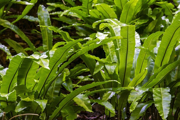 Hart's-tongue fern