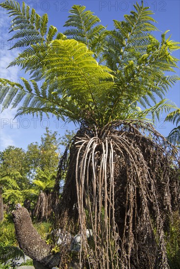 Soft tree fern