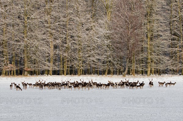 Large herd of European fallow deer