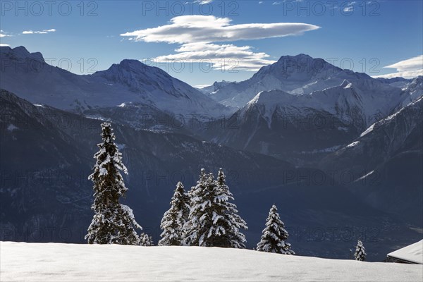 Mountains seen from Riederalp and snow covered spruce trees in winter in the Swiss Alps