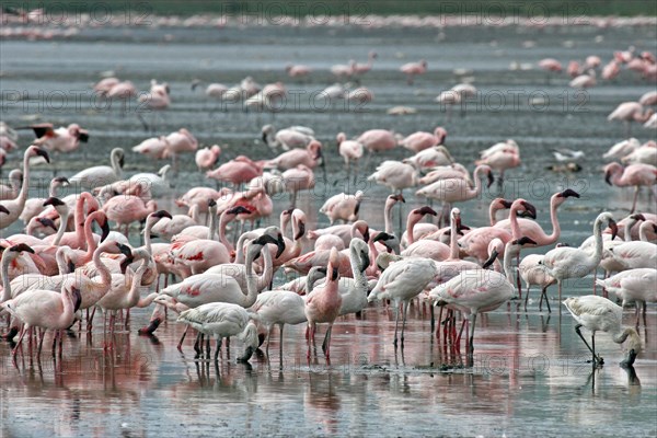 Lesser flamingos