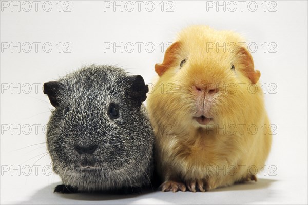 Portrait of two cavies