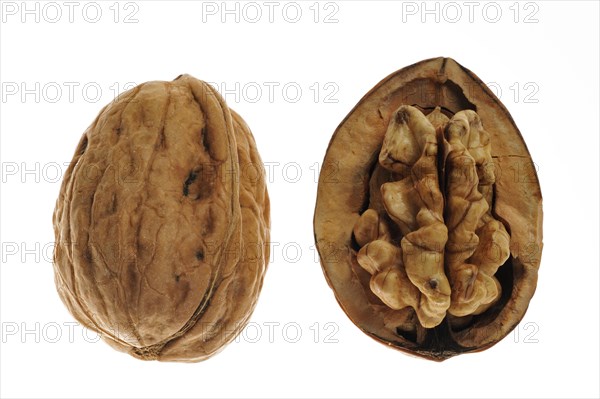 Common walnut