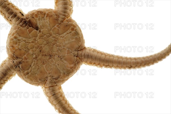 Detail of brittle star
