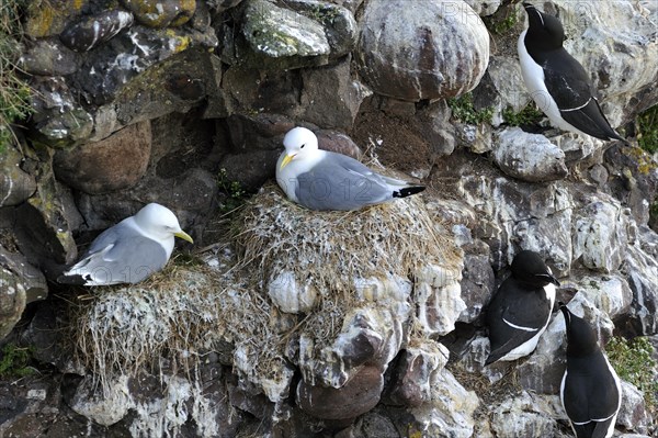 Razorbills