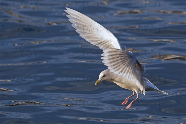 Iceland gull