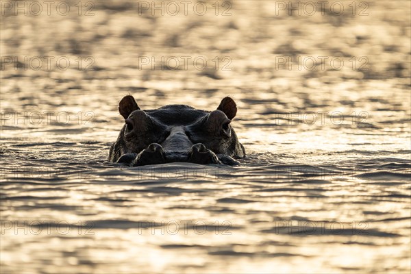 Hippo sunset Tanzania