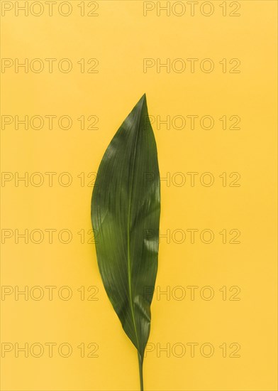 Green leaf exotic plant