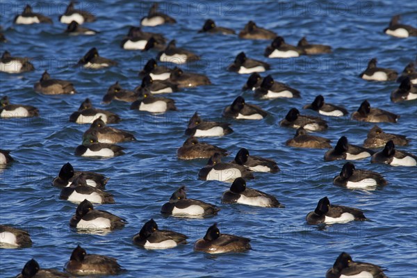 Tufted duck