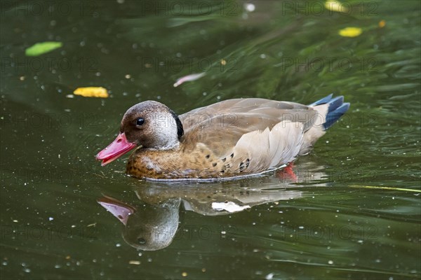 Brazilian teal