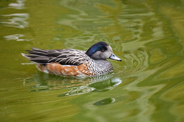 Chiloe wigeon