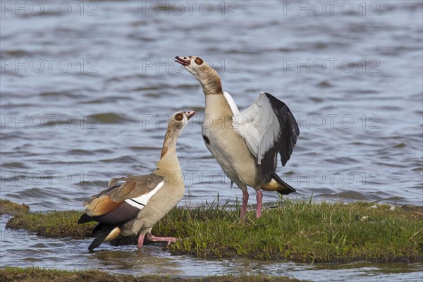 Egyptian goose