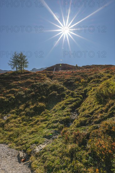 Autumnal red-coloured alpine bearberry