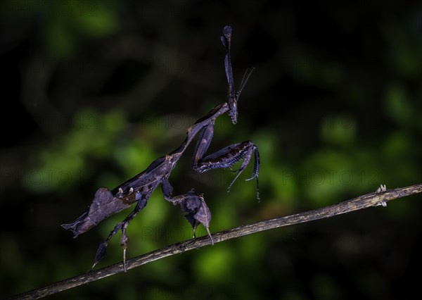 A praying mantis of the genus