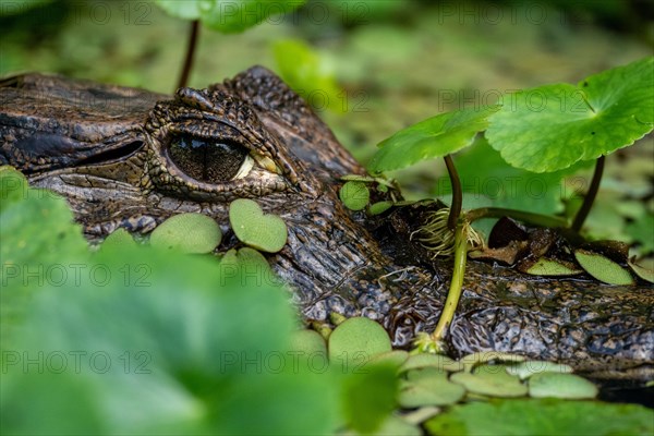 Caiman