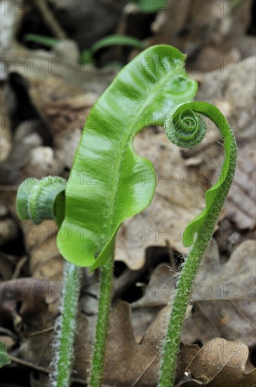 Hart's tongue fern