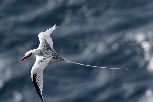 Red-billed tropicbird