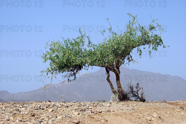 Lonely acacia tree in the Air Mountains