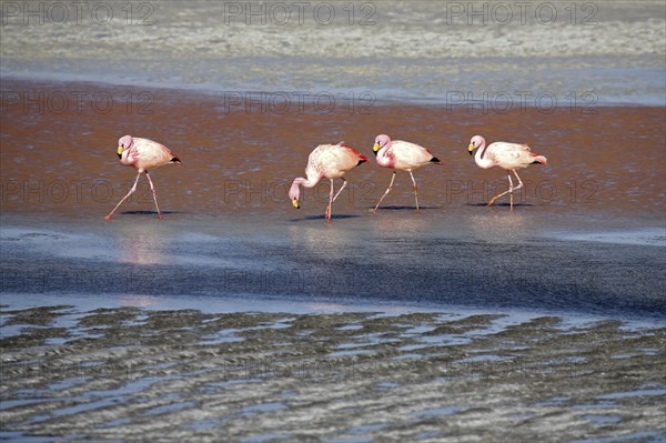 James's Flamingos