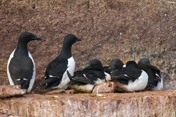 Thick-billed murres