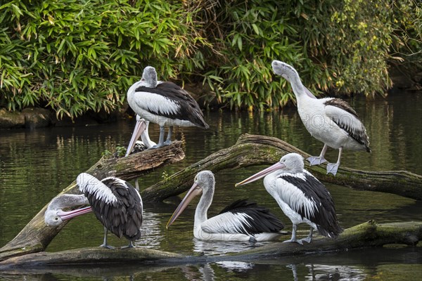 Australian pelicans