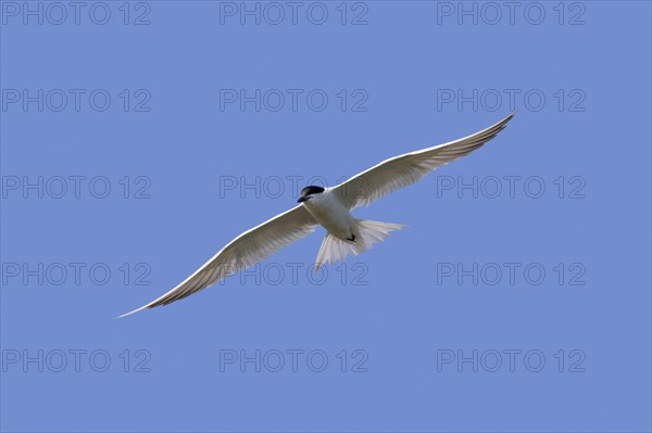 Gull-billed tern