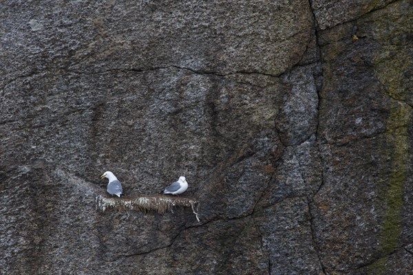 Black-legged kittiwake