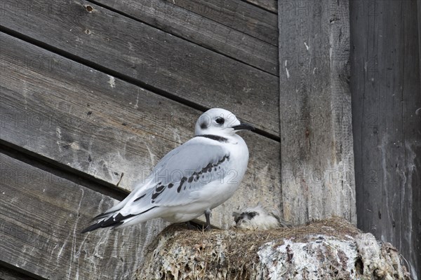 Black-legged kittiwake