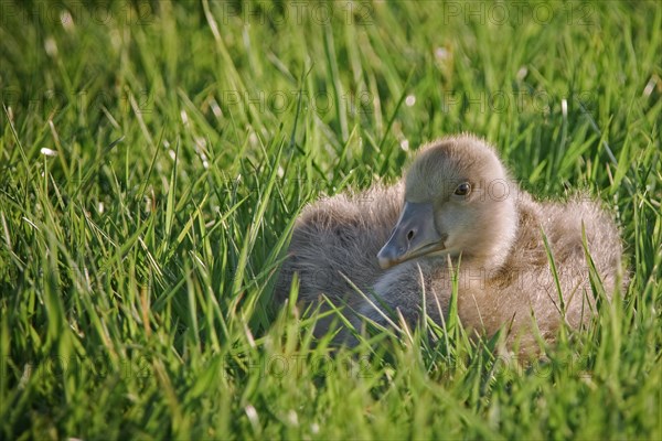 Goose chick lying down in meadow
