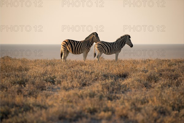 Zebras in the savannah of Namibia