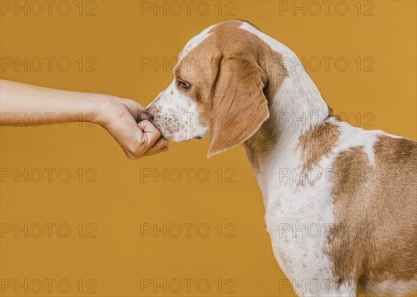 Hand touching nose adorable dog