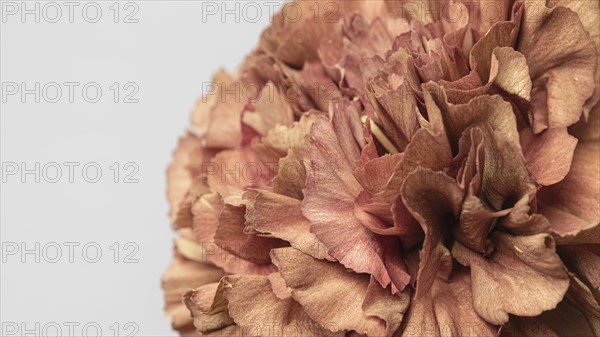 Pretty bloomed flower close up