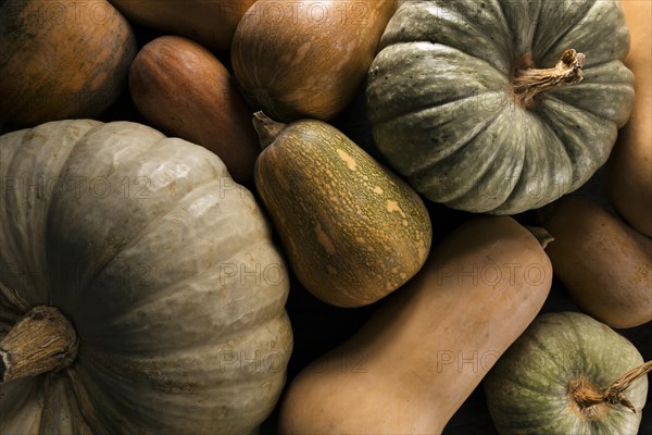 Top view variety autumn squash