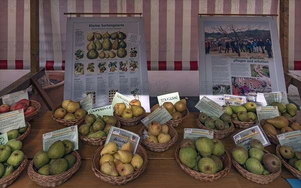 Different varieties of pears with information boards at a fruit market