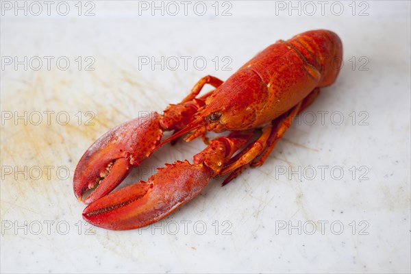 Lobster