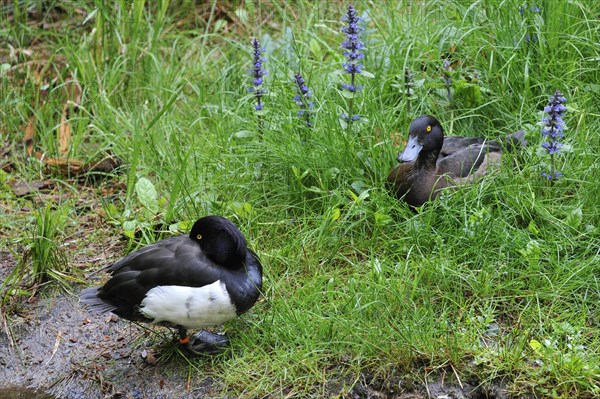 Tufted duck