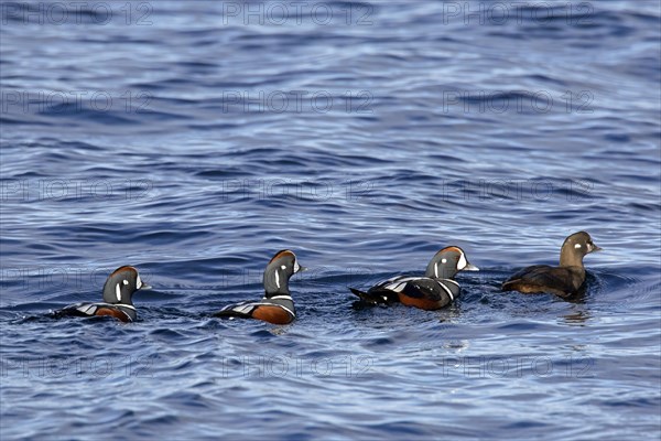 Harlequin ducks